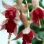 red-fuchsia